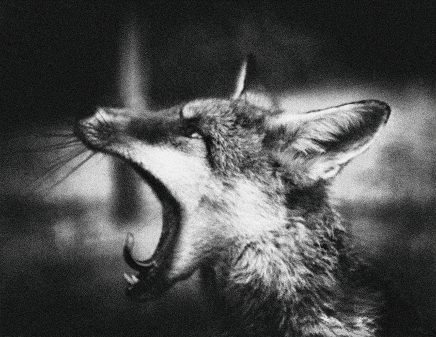 Photography by James McGeachan - The Fox 2 (900)